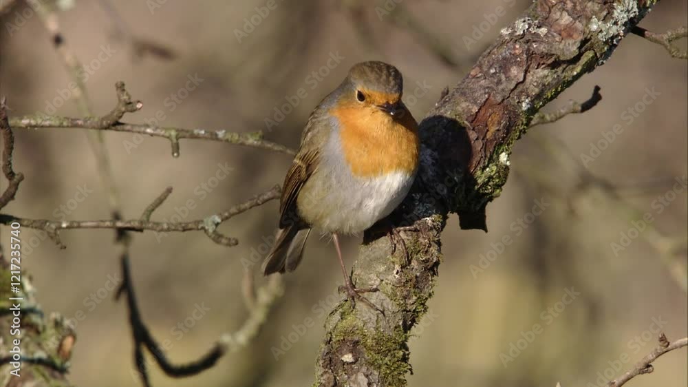 robin sitting on a branch in winter robin sitting on a branch in winter
