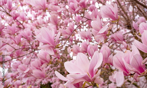 blooming magnolia branches, vibrant floral background in full bloom, filling air with their sweet scent and evoking feelings of joy and tranquility, Essence of Springtime, Beauty Nature photo