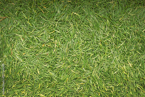 Layer of fallen needles of a pine tree. Background