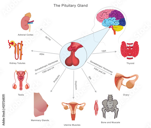 The pituitary gland regulates growth, metabolism, reproduction, and stress by releasing hormones that control other endocrine glands and body functions