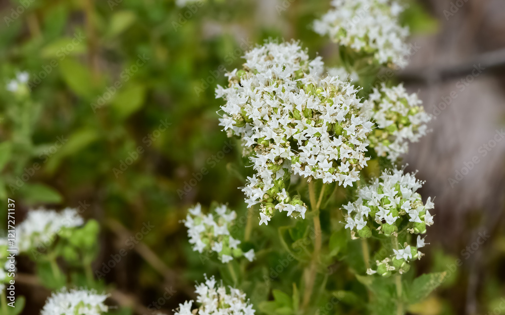 Wild plants and flowers. White thyme photos. Wild plants and flowers. White thyme photos.