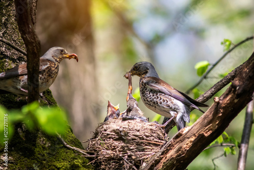 birds thrushes flew to the tree and brought earthworms in their beaks to the ...
