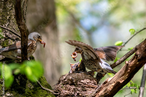 birds thrushes flew to the tree and brought earthworms in their beaks to the ...