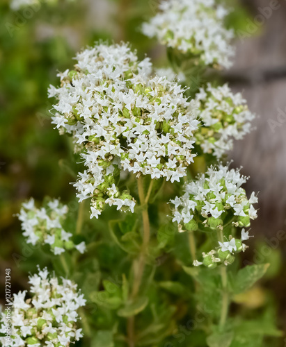 Wild plants and flowers. White thyme photos.