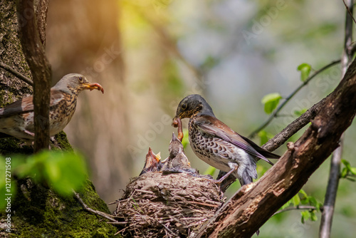 birds thrushes flew to the tree and brought earthworms in their beaks to the ...