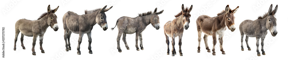 3D Rendering Pack of a Donkey Standing on Transparent Background 3D Rendering Pack of a Donkey Standing on Transparent Background