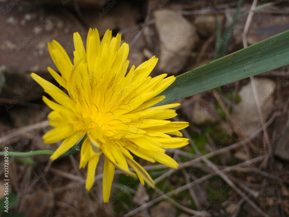 Natura Natura