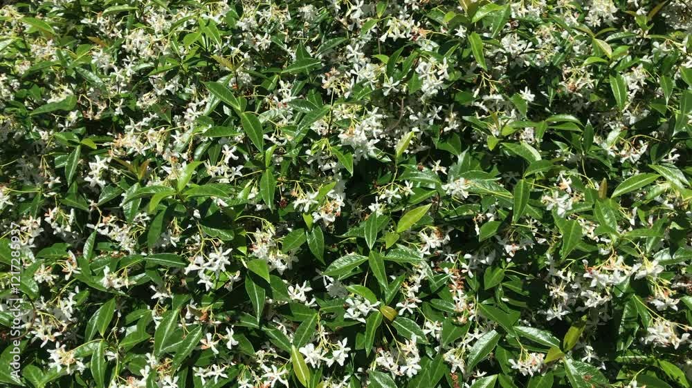 Trachelospermum jasminoides, star jasmine