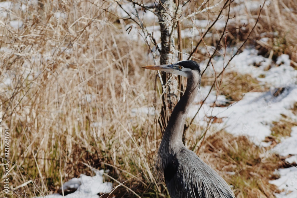 Obraz premium Heron