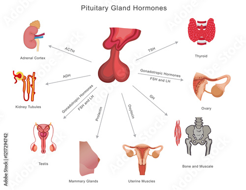 Pituitary gland hormones regulate growth (GH), stress (ACTH), metabolism (TSH), reproduction (FSH, LH), lactation (PRL), and water balance (ADH), influencing body functions