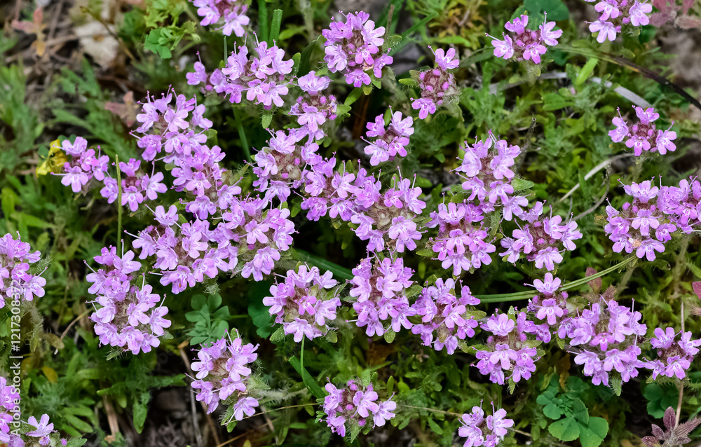 Naklejka premium Wild plants and flowers. White thyme photos.