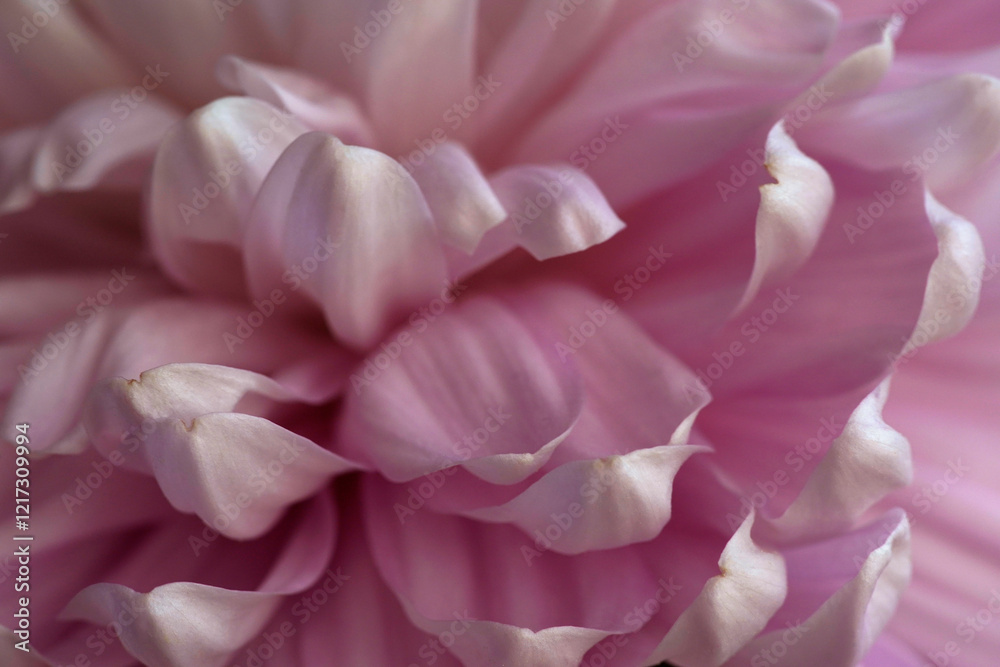 Closeup image of pink chrysanthemum petals Closeup image of pink chrysanthemum petals