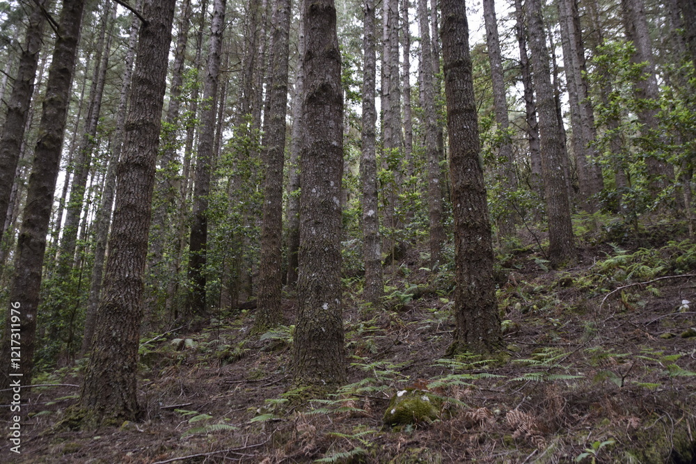 pine forest in the morning pine forest in the morning