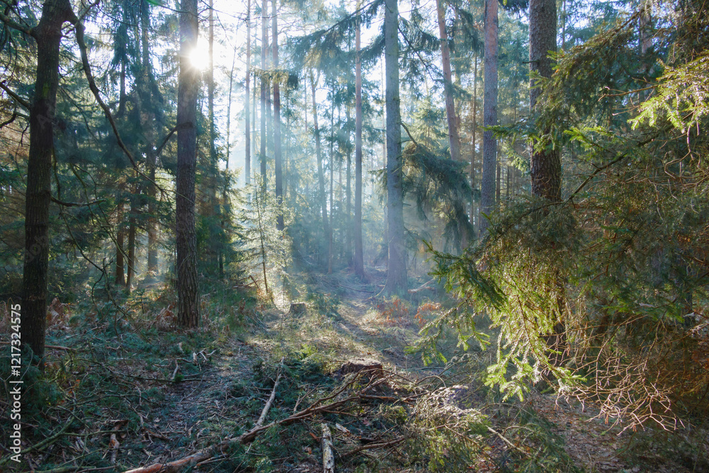 Mglisty poranek w sosnowo świerkowym lesie. Między drzewami unosi się opar mgły. Gałęzie drzew i mgła oświetlane są promeniami wschodzącego słońca.
