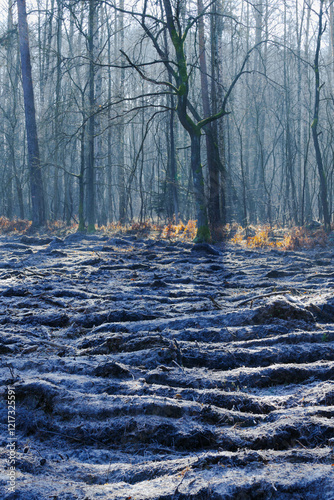 Obraz na płótnie Mglisty poranek w sosnowo świerkowym lesie. Między drzewami unosi się opar mgły. Gałęzie drzew i mgła oświetlane są promieniami wschodzącego słońca. Ziemia pokryta jest brązowymi liśćmi paproci. w salonie