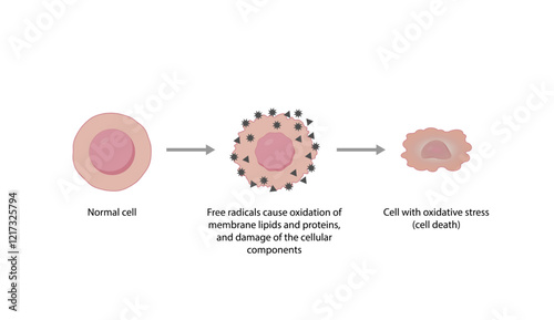 Oxidative stress. Free radicals cause oxidation of the cellular membrane proteins and lipids, and damage of the cellular components. Vector scientific illustration.