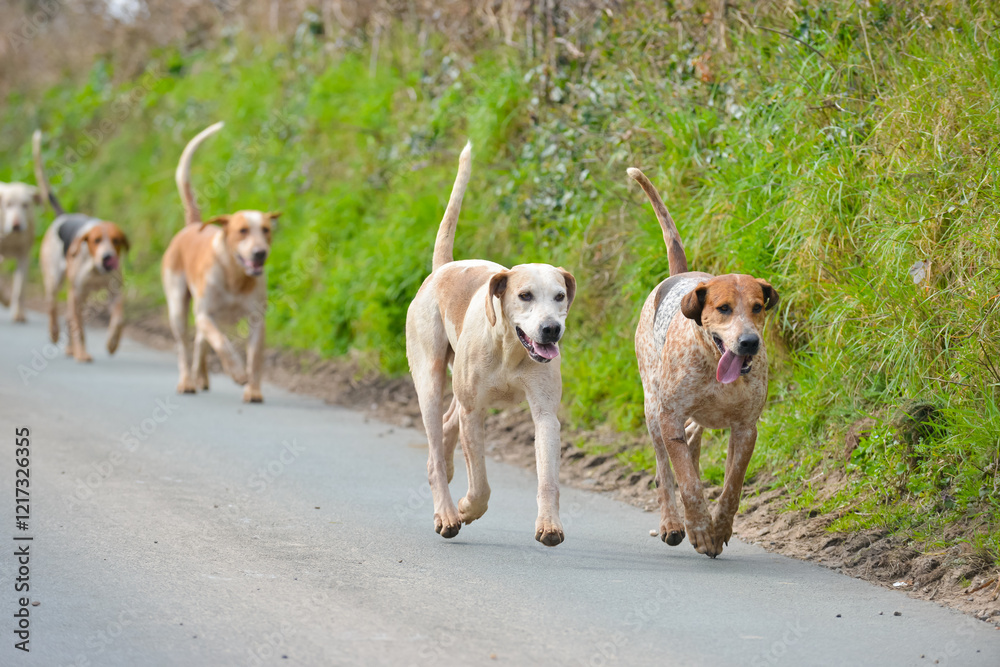 Out with the hunt, hounds scenting a fox whilst out fox hunting in rural Shropshire. Fox hunting with dogs is illegal in the UK and legally should be trail hunting. Out with the hunt, hounds scenting a fox whilst out fox hunting in rural Shropshire. Fox hunting with dogs is illegal in the UK and legally should be trail hunting.