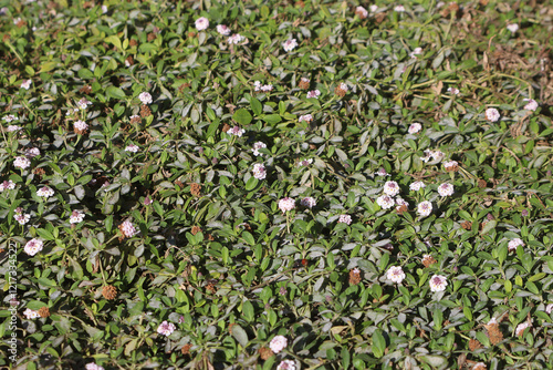 Flowering carpet verbena called Summer Pearls usable as low-maintenance, walkable lawn substitute