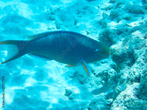 Male Queen parrotfish (Scarus vetula) against white sand sea ground (Bonaire, Caribbean Netherlands) photo