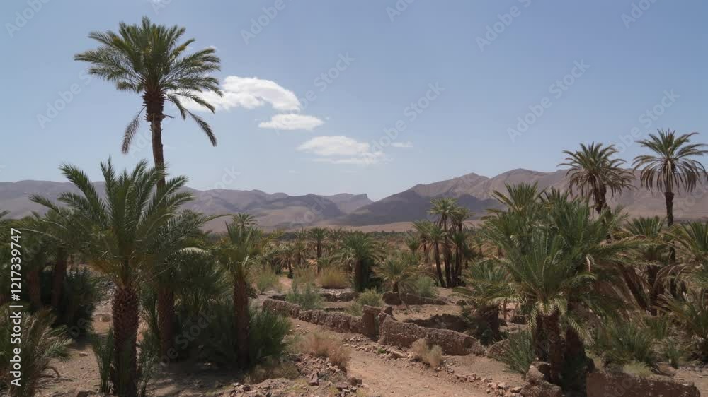 draa valley in morocco with palm date trees mountains in desert draa valley in morocco with palm date trees mountains in desert