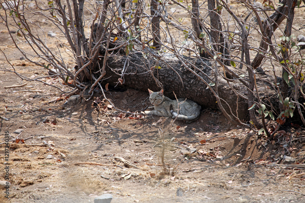 African Wildcat lying in the shade, Etosha National Park Namibia
African Wildcat lying in the shade, Etosha National Park Namibia