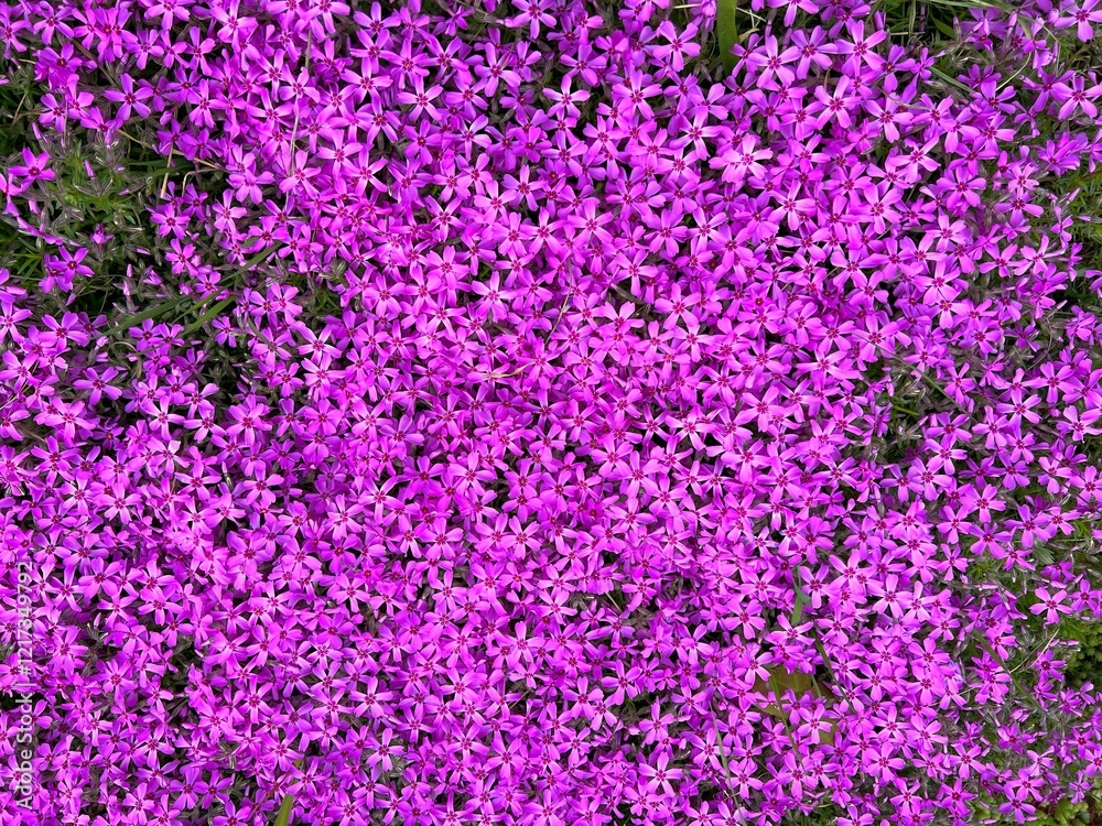 Obraz premium Pink flowering plant alpine Phlox subulata creeping moss phlox.
