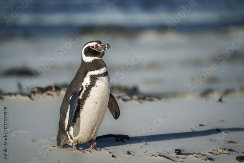 Magellanic penguin atFalkland Islands
