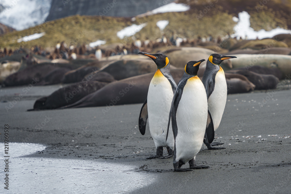 Fototapeta premium King Penguin at Gold Harbour, South Georgia