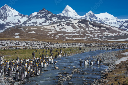 King penguins at Saint Andrew's Bay in South Georgia
