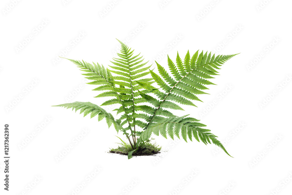 Naklejka premium A compact vibrant fern plant with arching fronds. Its lush greenery showcases symmetry and a fresh, natural aesthetic. Isolated on a transparent background