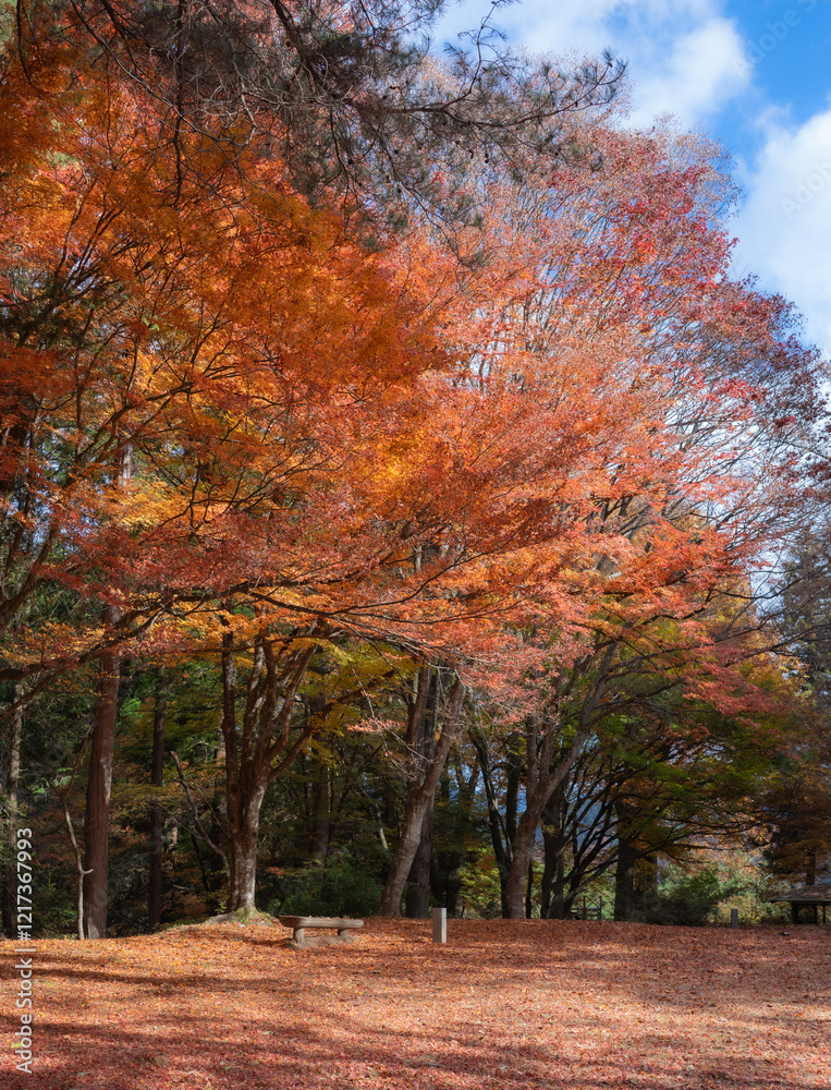 Naklejka premium Beautiful Japanese Park During Momiji Season