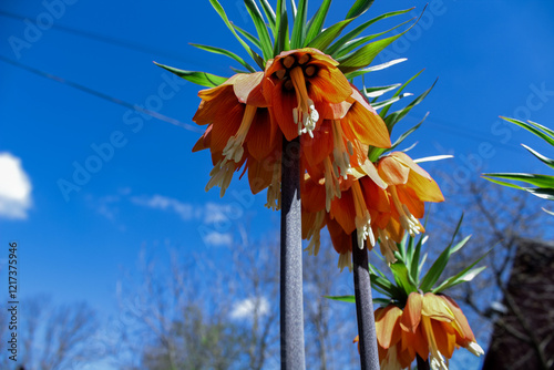 Fototapeta Naklejka Na Ścianę i Meble -  Orange fritillaria imperialis flowers in a garden setting