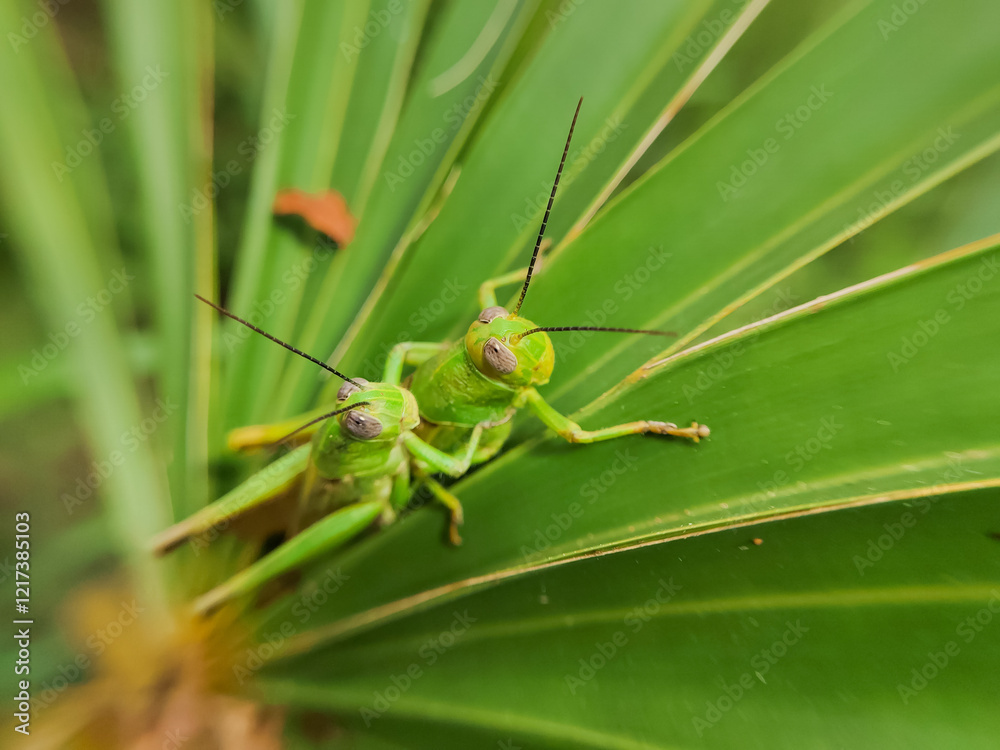closeup A pair of grasshoppers perched on the leaves of a fan palm plant closeup A pair of grasshoppers perched on the leaves of a fan palm plant