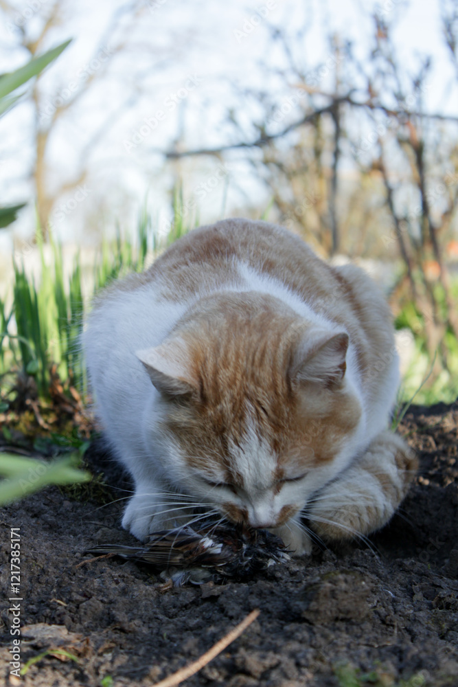 Intense moment: a cat holding a sparrow among the greenery Intense moment: a cat holding a sparrow among the greenery