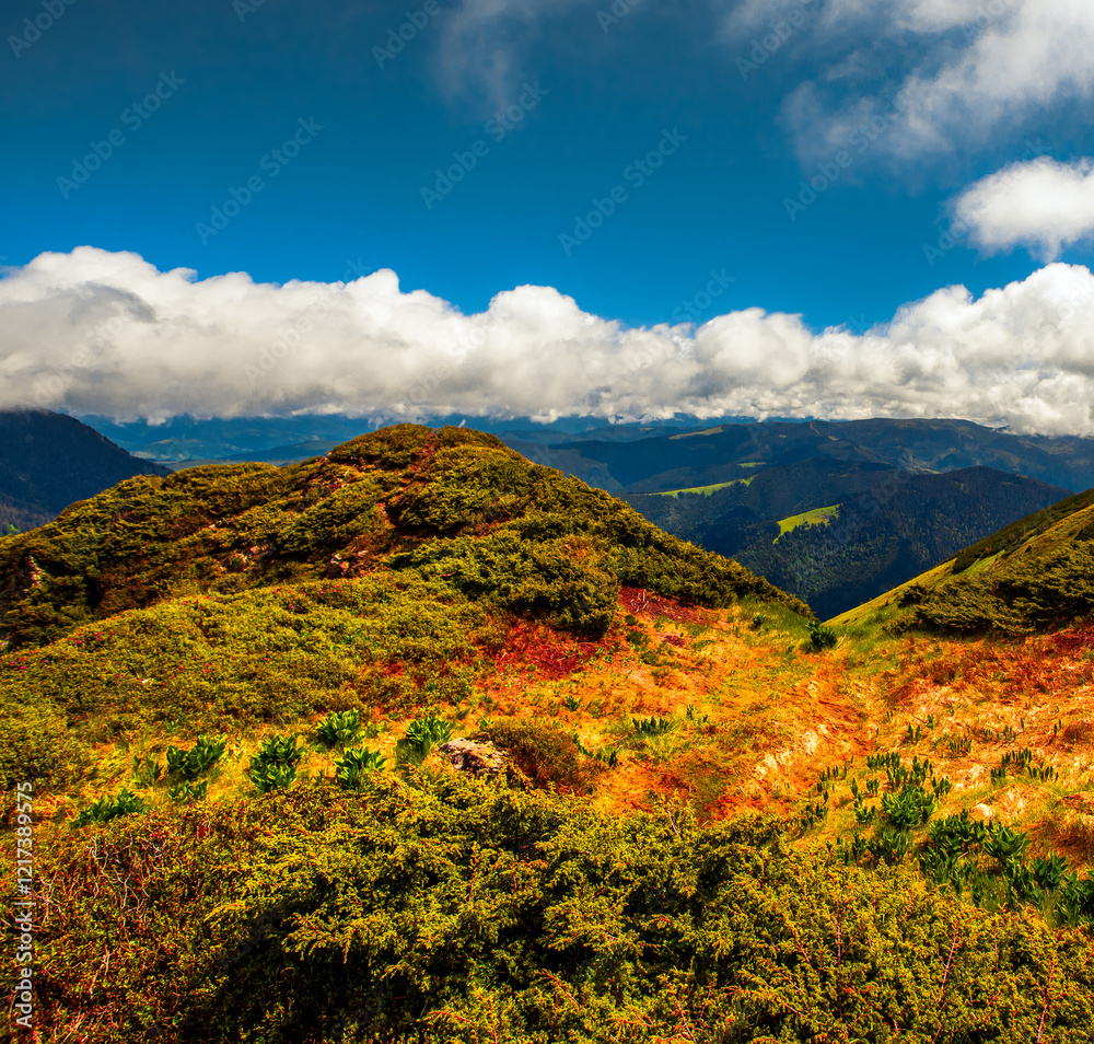 blossom pink rhododendrons flowers, amazing panoramic nature scenery blossom pink rhododendrons flowers, amazing panoramic nature scenery