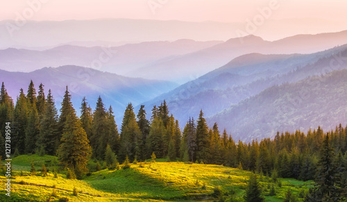 blossom pink rhododendrons flowers, amazing panoramic nature scenery	