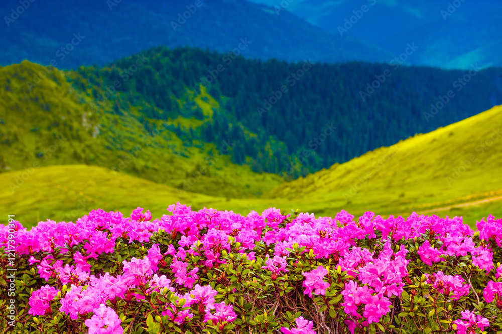 Obraz premium blossom pink rhododendrons flowers, amazing panoramic nature scenery 