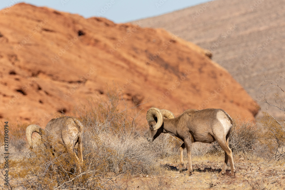 Obraz premium Desert Bighorn Sheep Rams in Valley of Fire State Park Nevada