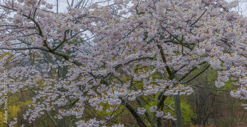 High Park Chery Blossoms photo