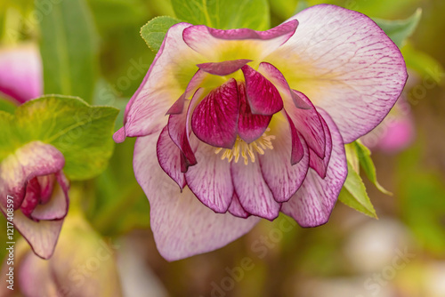 Lenten Rose (Helleborous Orientalis)