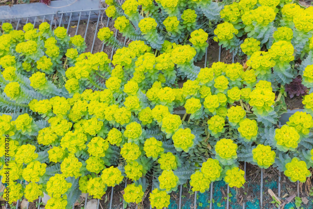 Obraz premium Myrtle Spurge (Euphorbia Myrsinites)