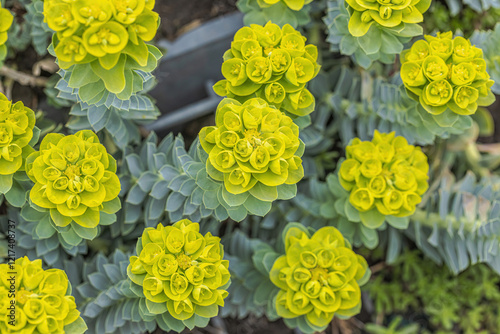 Fototapeta Naklejka Na Ścianę i Meble -  Myrtle Spurge (Euphorbia Myrsinites)