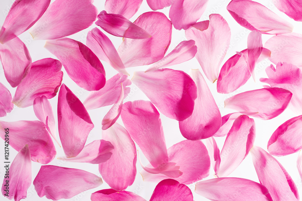 Naklejka premium Close up image of pink peony petals on a white background. Women's Day or March 8 сoncept. Greeting card from blooming fresh peonies, natural holiday background
