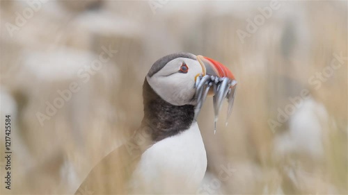 puffin with fish portrait