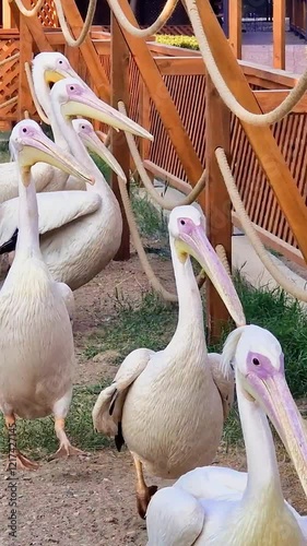 Pelican group moving across wooden-fenced zoo habitat, displaying distinctive white feathers and large curved beaks while walking close together