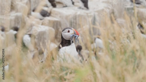 puffin with fish