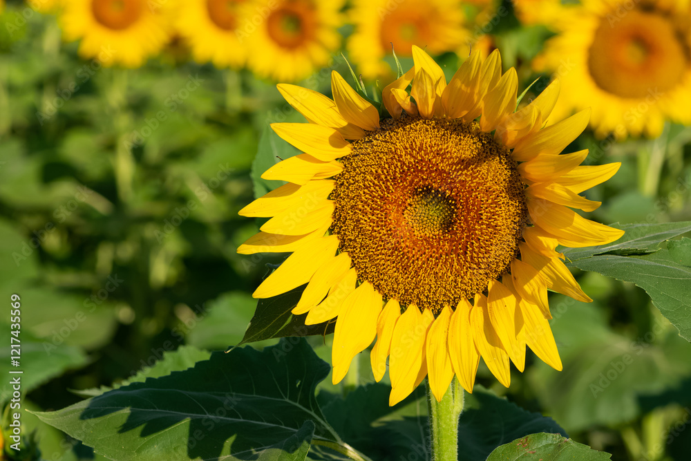 yellow flowers, agricultural products. photos of sunflowers. yellow flowers, agricultural products. photos of sunflowers.