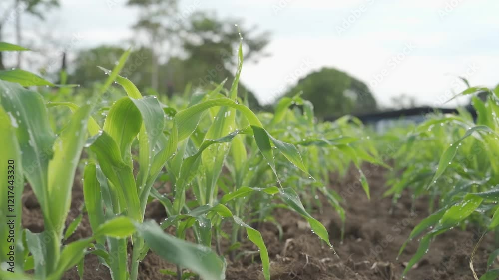 corn plant, planta de maiz