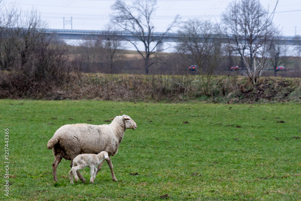 Fototapeta premium Flock of sheep