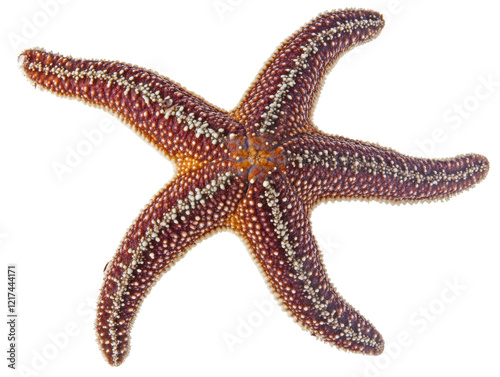 Isolated Starfish Close-up